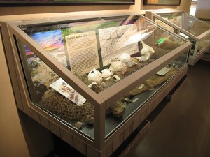 Glass Artifact Case Detail