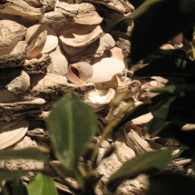 AST Exhibits prides itself on attention to details. The shells used to build this Calusa Temple mound were carefully researched, thoroughly cleaned and applied one at a time by hand.