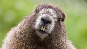 Marmot_Groundhog