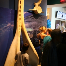 Whale Jawbone & Vertibrae