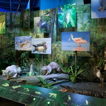 Interactive Everglades Exhibit for the South Florida Science Center & Aquarium