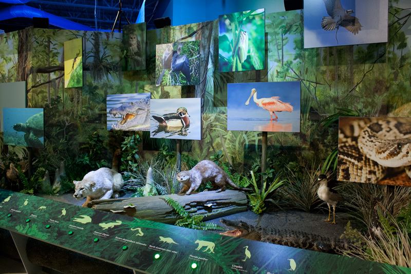 Interactive Everglades Exhibit for the South Florida Science Center & Aquarium